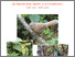 [thumbnail of CBC Annual Report (2026).pdf]