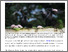 [thumbnail of The crow and the vow.pdf]
